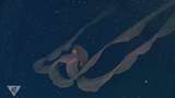 Вчені зняли на відео гігантську медузу: її мацаки досягають 10 метрів