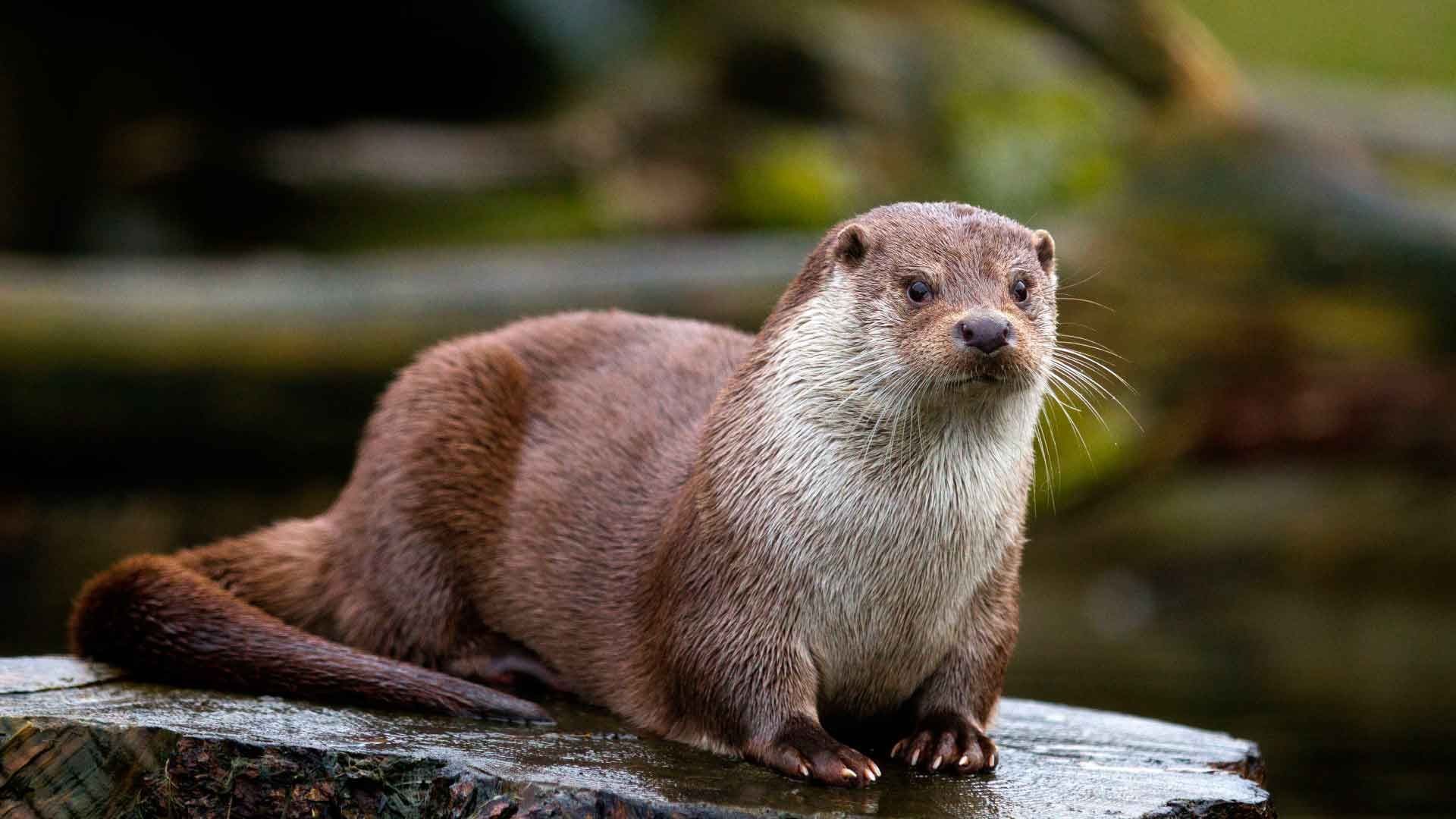 На відео показали, як річковий хижак розважається у Чорнобилі