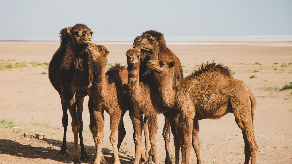 У Саудівській Аравії верблюдів відсторонили від участі у конкурсі краси через укол ботоксу - фото 1