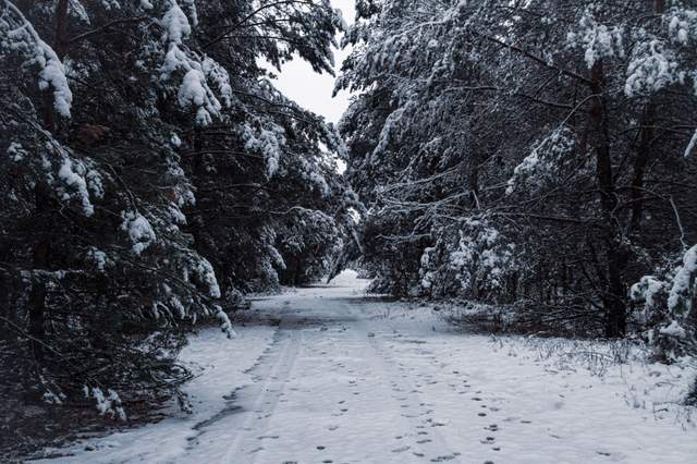 У Чорнобиль прийшла зима: на фото показали засніжену зону відчуження - фото 488020