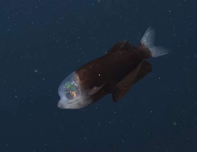 'Схожа на прибульця': у США зняли на відео рибу із прозорою головою - фото 488153