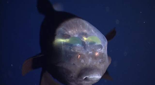 'Схожа на прибульця': у США зняли на відео рибу із прозорою головою - фото 488154