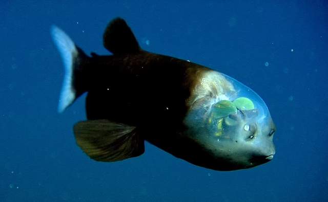 'Схожа на прибульця': у США зняли на відео рибу із прозорою головою - фото 488155