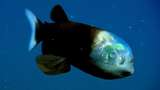 "Схожа на прибульця": у США зняли на відео рибу із прозорою головою