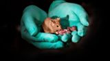 Генетики навчилися отримувати у мишей потомство певної статі