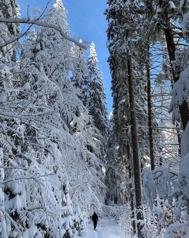 Зимові фото найбільшого озера Українських Карпат зачарували мережу - фото 488646