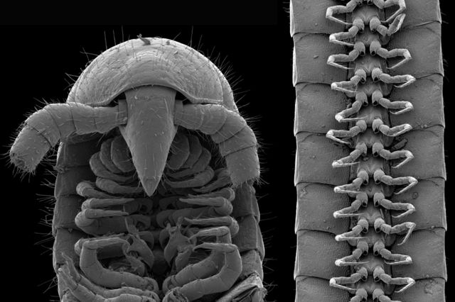 Вчені знайшли справжню тисячоніжку: як вона виглядає - фото 488959