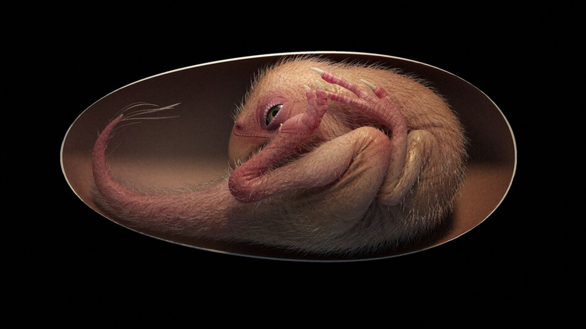 У Китаї знайшли яйце динозавра з ембріоном, який відмінно зберігся