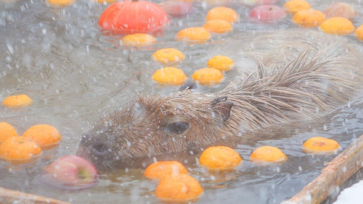 Дивіться, як капібари приймають традиційну японську ванну із фруктами