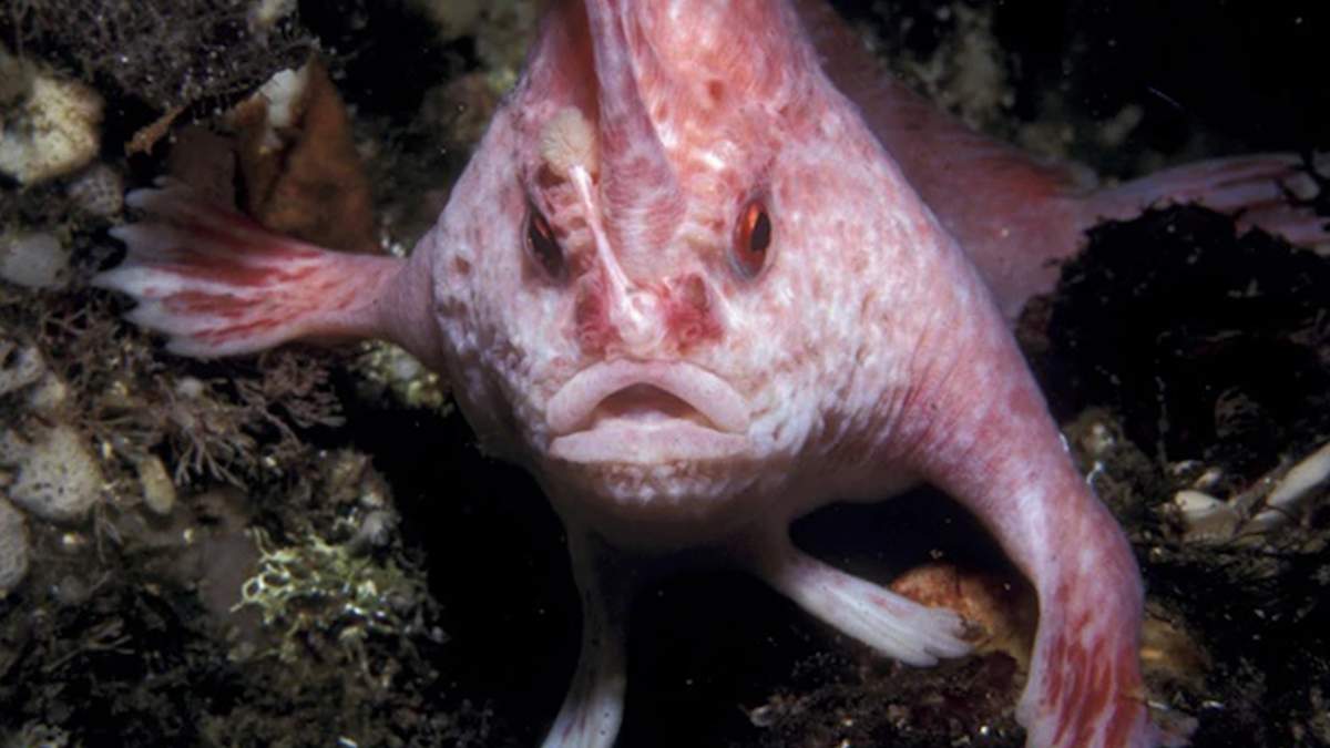 Рожева риба з "руками" - фото 1
