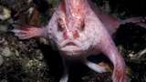 Рідкісну рожеву рибу помітили вперше за 22 роки: у неї дивні плавці у формі рук