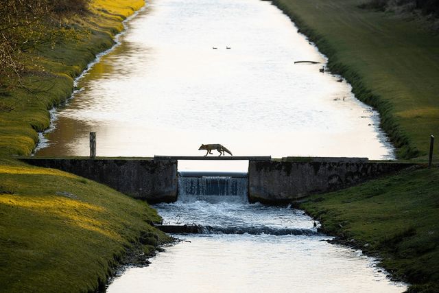 Оголошено переможців конкурсу Nature photographer of the year 2021 - фото 490141