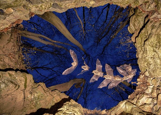 Оголошено переможців конкурсу Nature photographer of the year 2021 - фото 490144