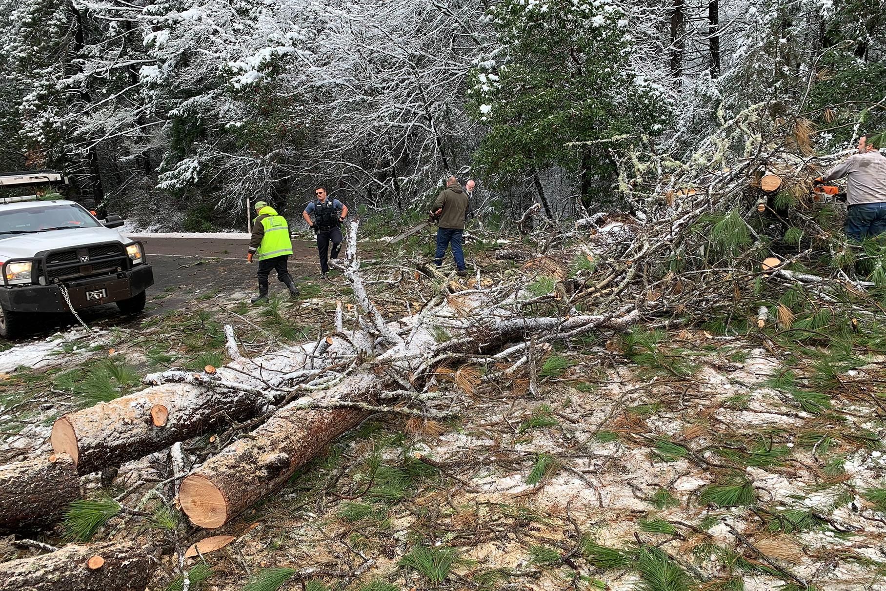 Віртуоз за кермом: дивіться, як водію вдалося оминути падаюче дерево