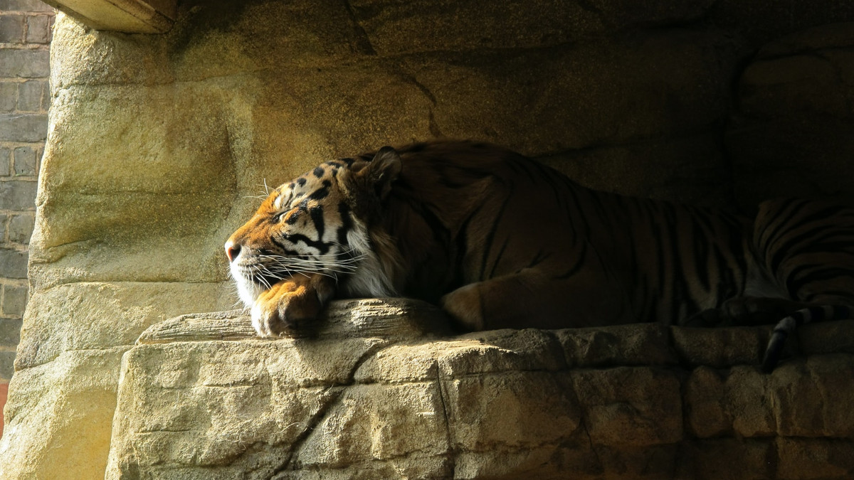 У зоопарку народилося суматранське тигреня - фото 1