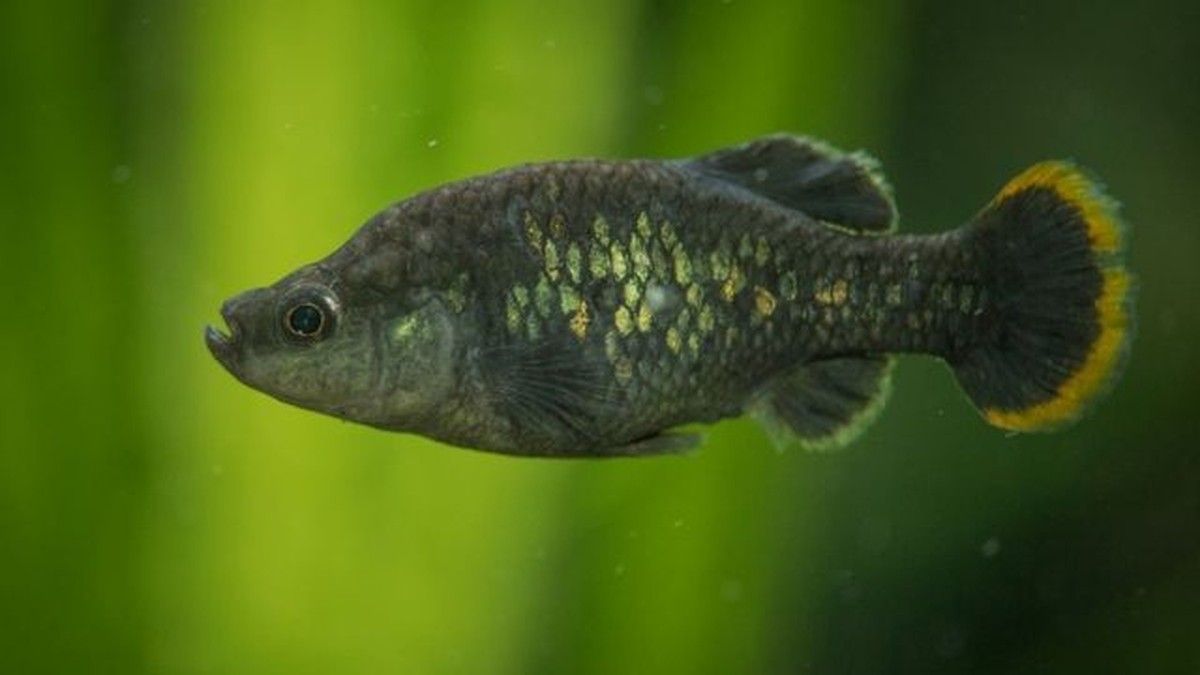 Зоозахисники відновили популяцію риби, яку вважали вимерлою з 2003 року