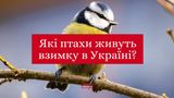 Не щегол і не поповзень: усі зимові птахи українською