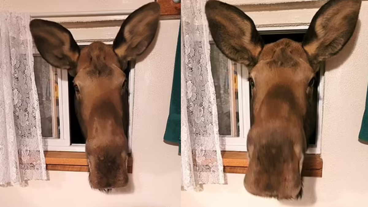 Дикий лось вдерся до жінки у ванну кімнату: курйозне відео - фото 1