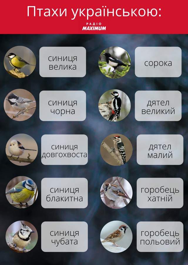 Не щегол і не поповзень: усі зимові птахи українською - фото 491201