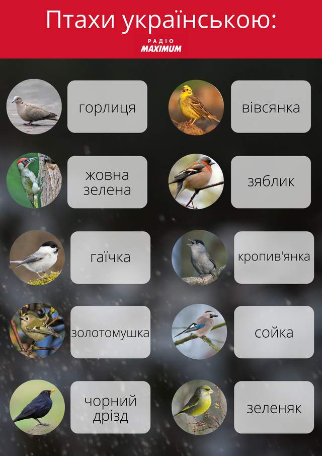 Не щегол і не поповзень: усі зимові птахи українською - фото 491202
