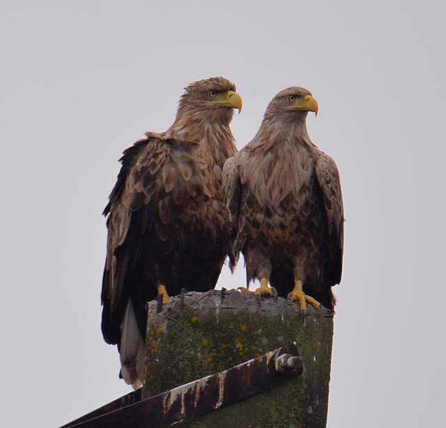 У Чорнобилі фотограф зняв пару рідкісних великих птахів - фото 491480