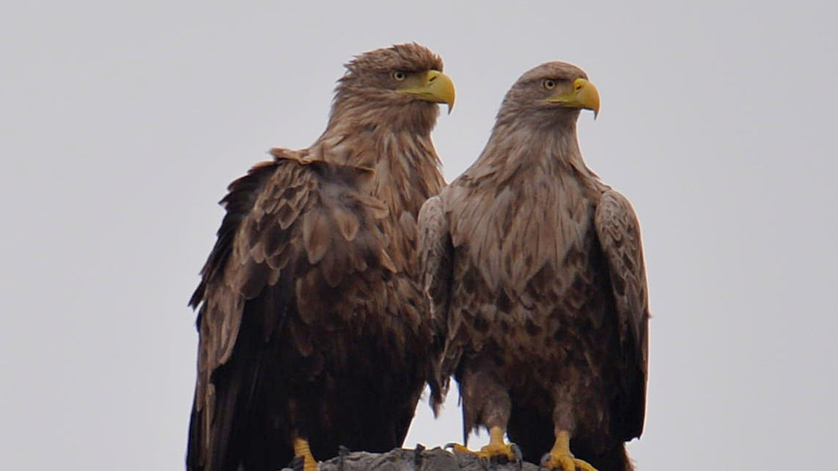 У Чорнобилі фотограф зняв пару рідкісних великих птахів - фото 1