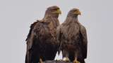 У Чорнобилі фотограф зняв пару рідкісних великих птахів