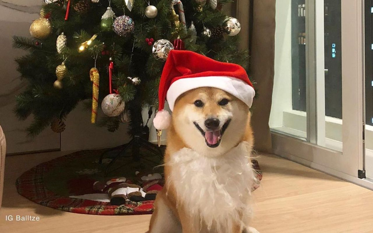 Пес Чімс – справжня зірка мемів - фото 1