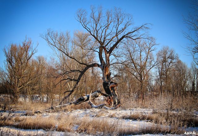 Фотограф показав крижане озеро на Чернігівщині з висоти пташиного польоту: видовищні кадри - фото 491689