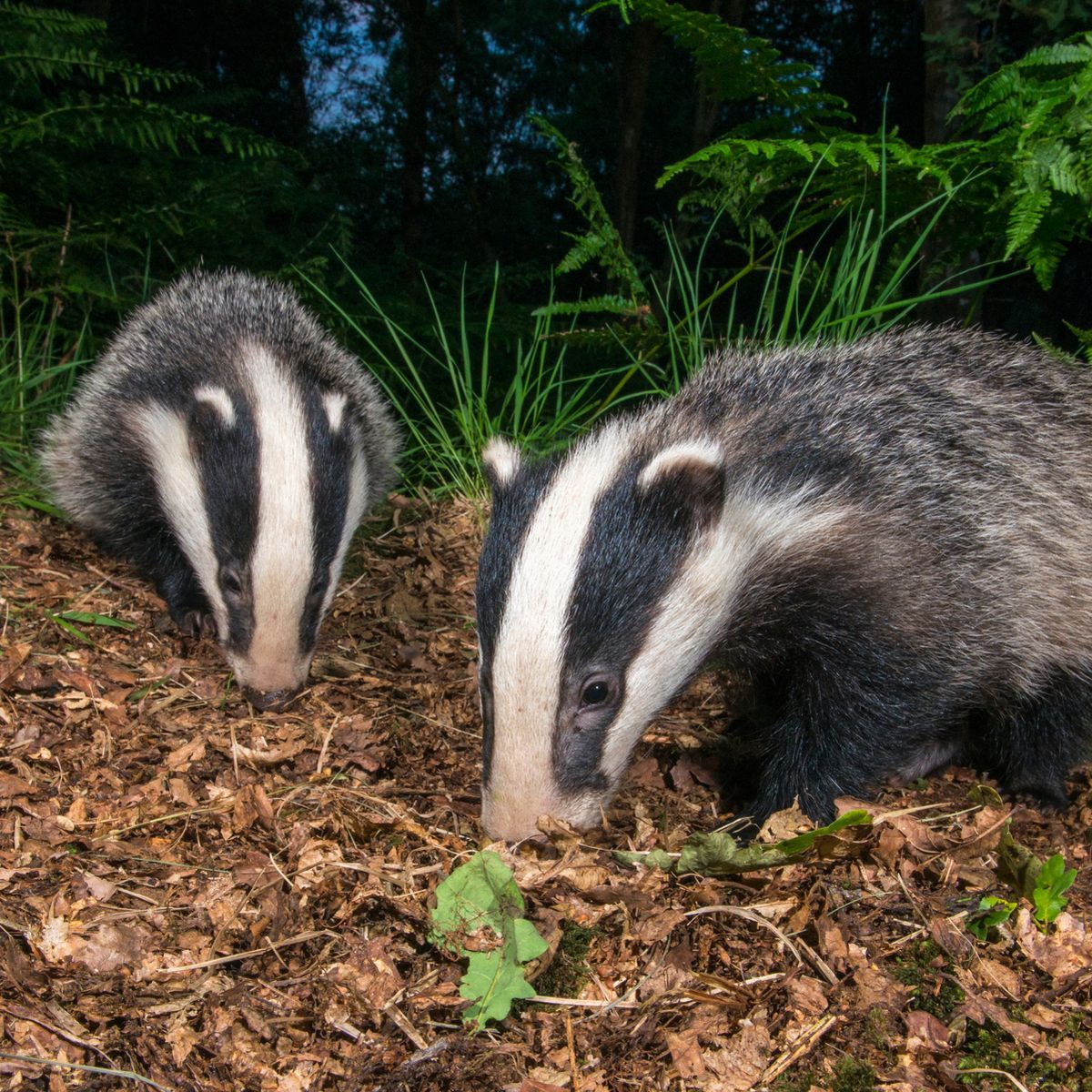 В Іспанії борсук відкопав скарб з монетами часів Римської імперії