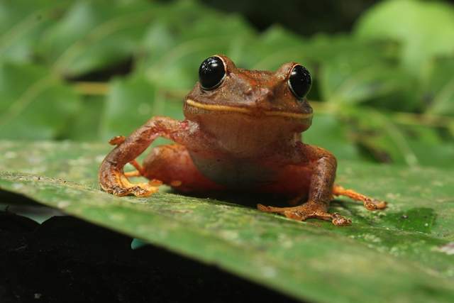 Новий вид жаб назвали на честь Грети Тунберг - фото 491879
