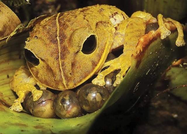 Новий вид жаб назвали на честь Грети Тунберг - фото 491880