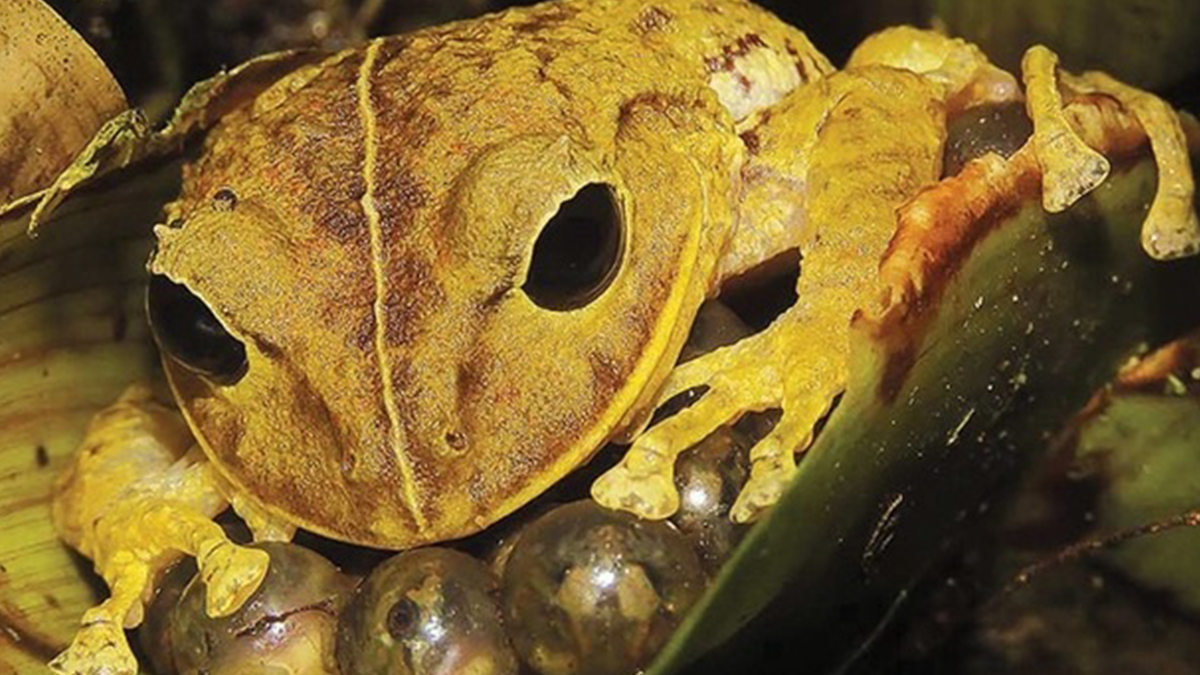 Новий вид жаб назвали на честь Грети Тунберг