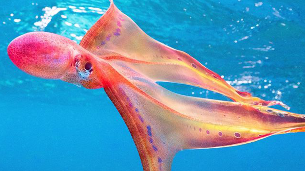 "Зустріч, яка буває раз у житті": біля берегів Австралії зняли рідкісного восьминога