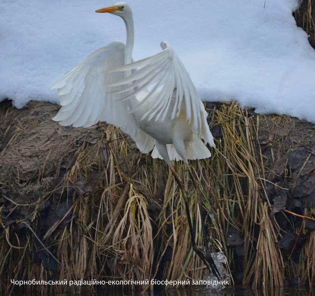 У Чорнобилі сфотографували величного птаха, який мешкає у важкодоступних місцях - фото 492463