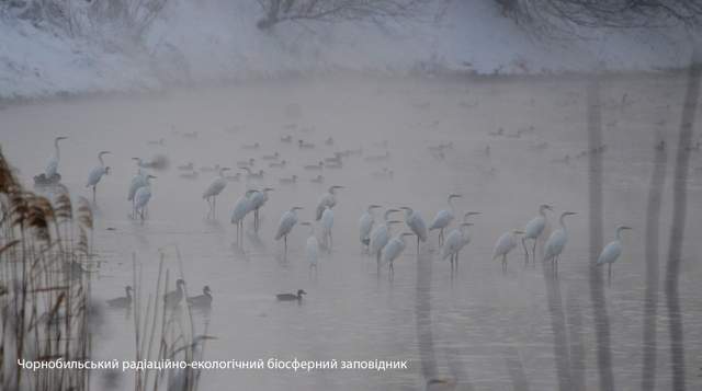 У Чорнобилі сфотографували величного птаха, який мешкає у важкодоступних місцях - фото 492465