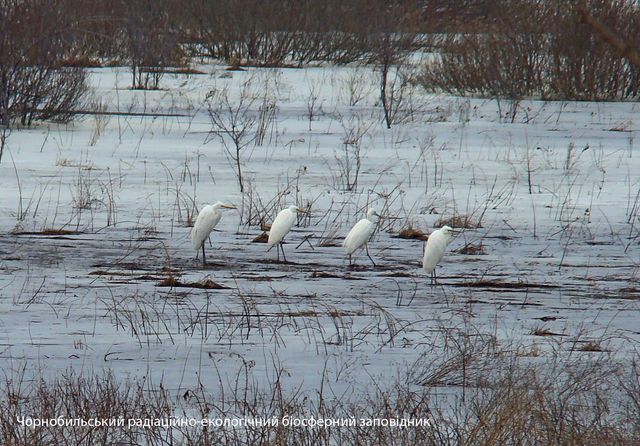 У Чорнобилі сфотографували величного птаха, який мешкає у важкодоступних місцях - фото 492466