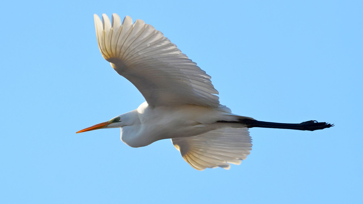 У Чорнобилі сфотографували величного птаха, який мешкає у важкодоступних місцях