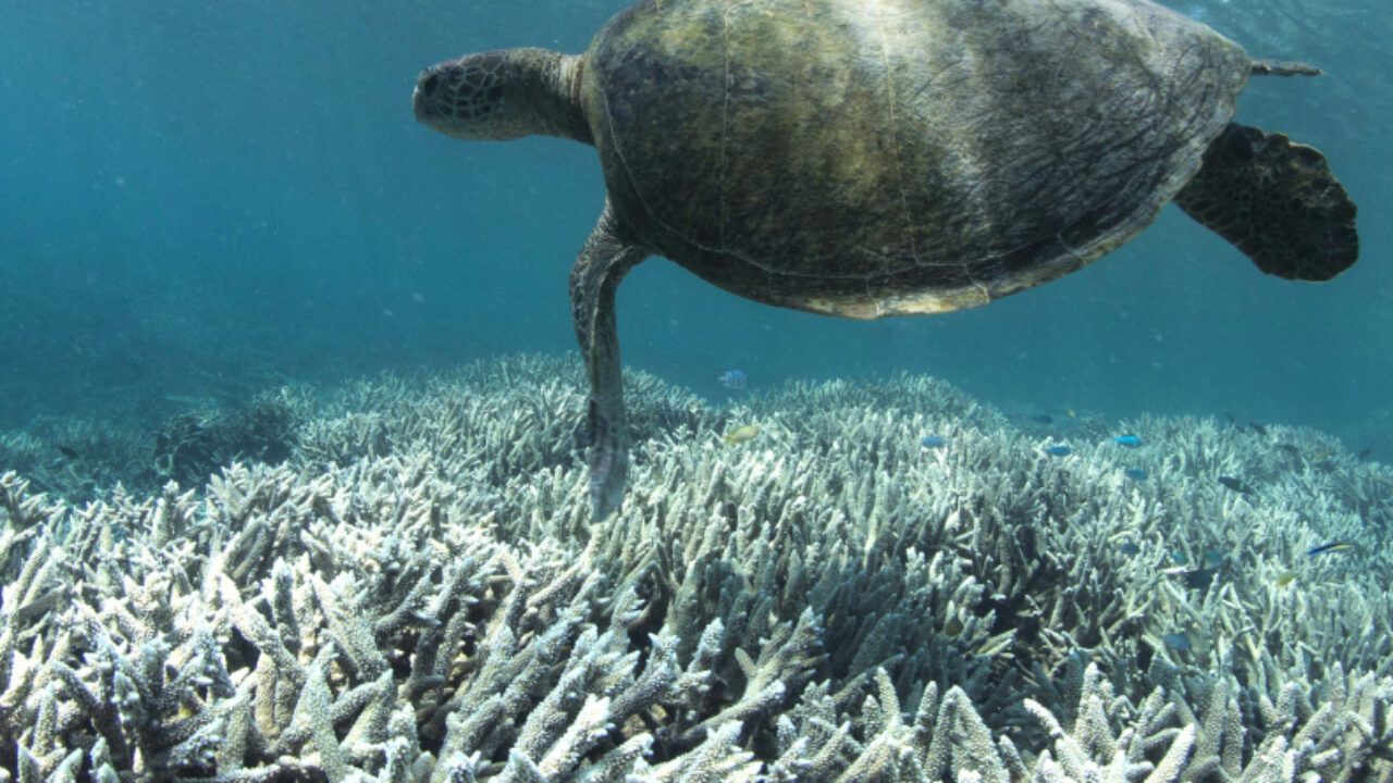 Світовий океан нагрівся до рекордної позначки: чим це загрожує