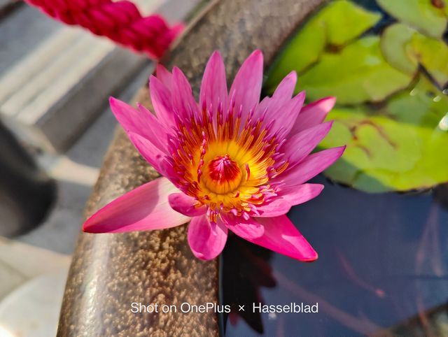 OnePlus 10 Pro: у мережі показали приклади фото, зроблених на смартфон - фото 492725