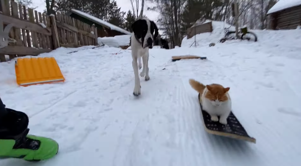 Дивіться, як кіт Тедді сам розганяє сноуборд та катається з пагорбів