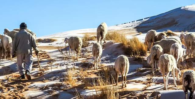 Піски пустелі Сахари покрив сніг: кадри незвичайних видів - фото 492948