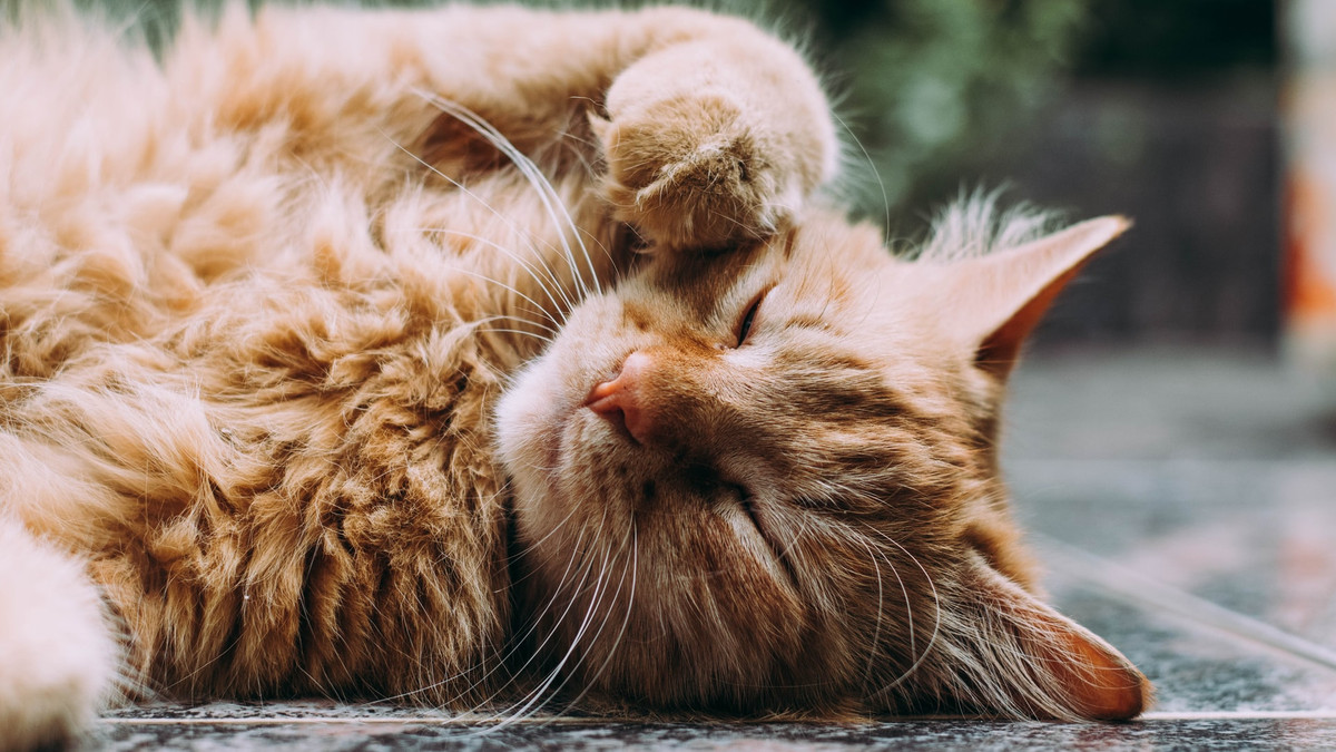 Чому коти сплять цілими днями: відповідь на питання, яке турбує багатьох - фото 1