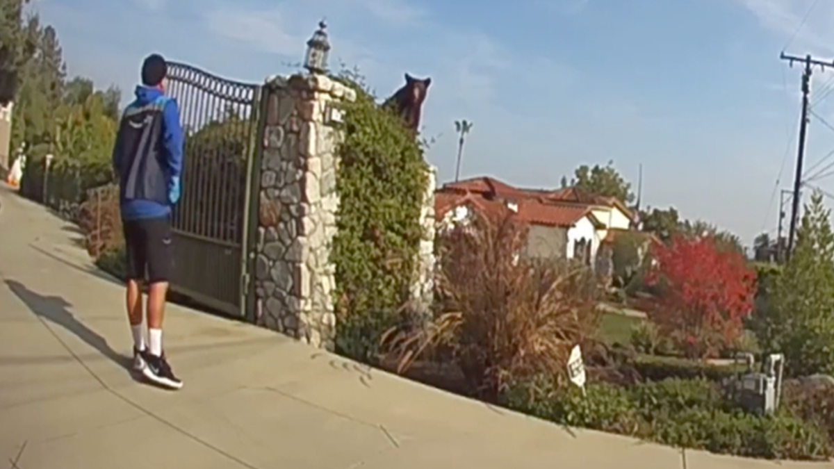 У США кур'єр Amazon стикнувся з ведмедем, яки пробався на територію приватного будинку