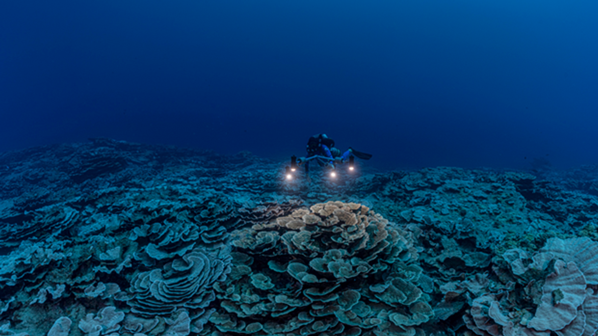Біля берегів Таїті знайшли незайманий гігантський кораловий риф - фото 1