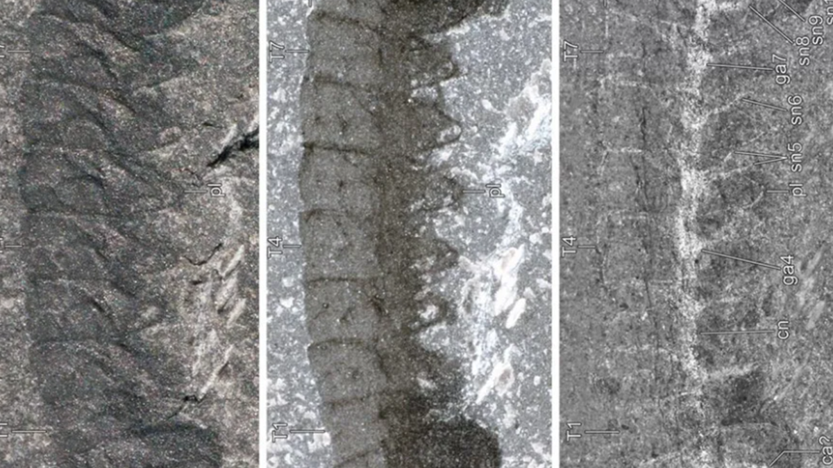 Науковці дослідили скам'янілості тварин, яким понад 500 мільйонів років