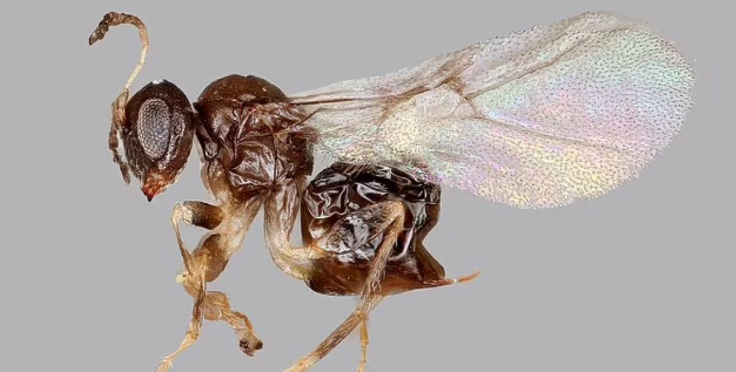 Науковці відкрили новий вид крихітних ос, яких назвали на честь пабу