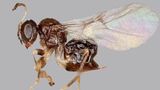Науковці відкрили новий вид крихітних ос, яких назвали на честь пабу