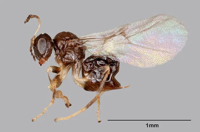 Науковці відкрили новий вид крихітних ос, яких назвали на честь пабу - фото 494700