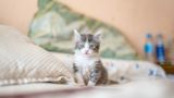 Учені шокували заявою про домашніх кішок: як на них вплинула людина